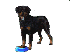 Dogs graphics