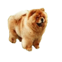 Dogs graphics