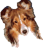 Dogs graphics