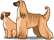 Dogs graphics