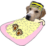 Dogs graphics