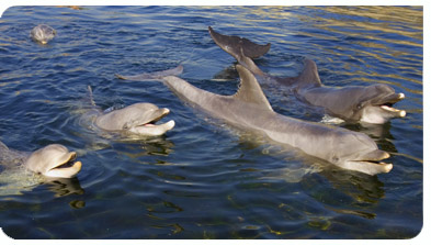 Dolphins