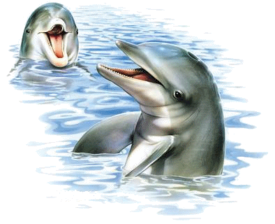 Dolphins