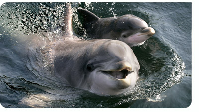 Dolphins