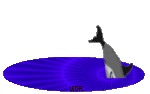 Dolphins graphics