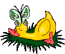 Ducks graphics