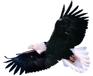 Eagle graphics