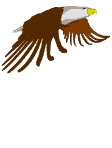 Eagle graphics