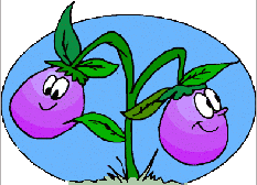 Eggplant graphics