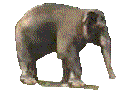 Elephants graphics