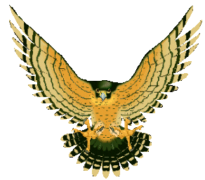 Falcons graphics