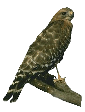 Falcons graphics