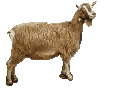 Farm graphics