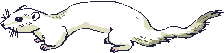 Ferret graphics
