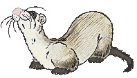 Ferret graphics