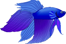 Fish graphics