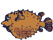 Fish graphics