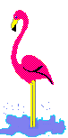 Flamingo graphics