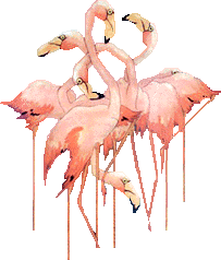 Flamingo graphics