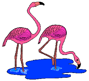 Flamingo