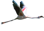 Flamingo graphics