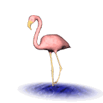 Flamingo graphics