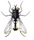 Flies graphics