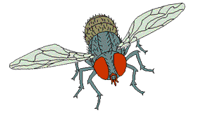 Flies graphics