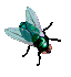 Flies graphics