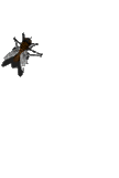 Flies graphics
