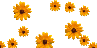 Floaties flowers graphics