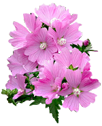 Flowers graphics