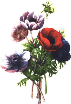 Flowers graphics