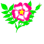 Flowers graphics