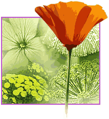 Flowers graphics