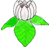 Flowers graphics