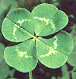 Four leaf clover graphics