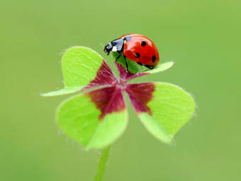 Four leaf clover graphics