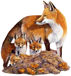 Foxes