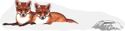 Foxes graphics