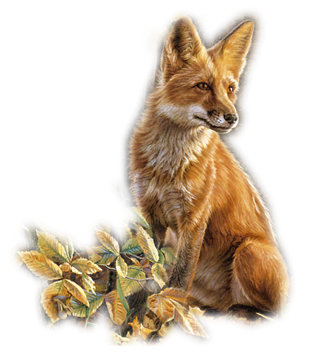 Foxes graphics