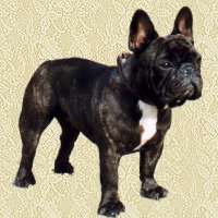 French bulldog