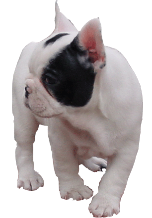 French bulldog