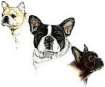 French bulldog graphics