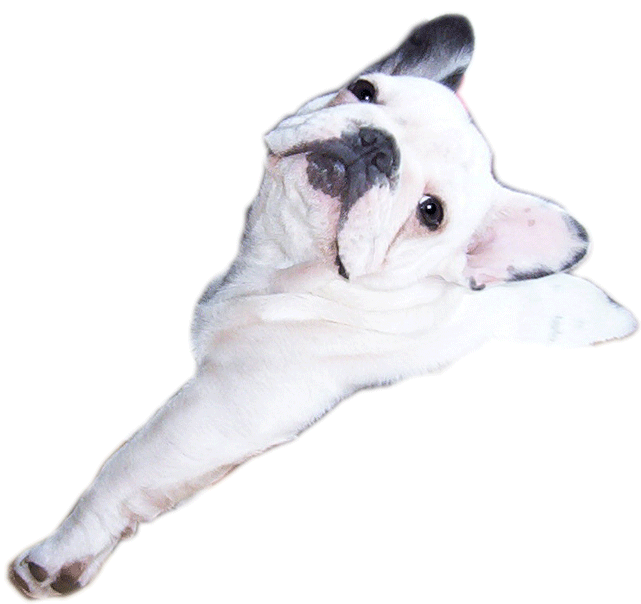 French Bulldog Graphic Animated Gif Graphics French Bulldog 472791