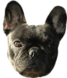 French bulldog graphics