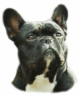 French bulldog graphics