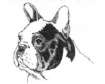 French bulldog graphics