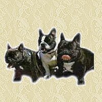 French bulldog graphics