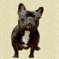 French bulldog